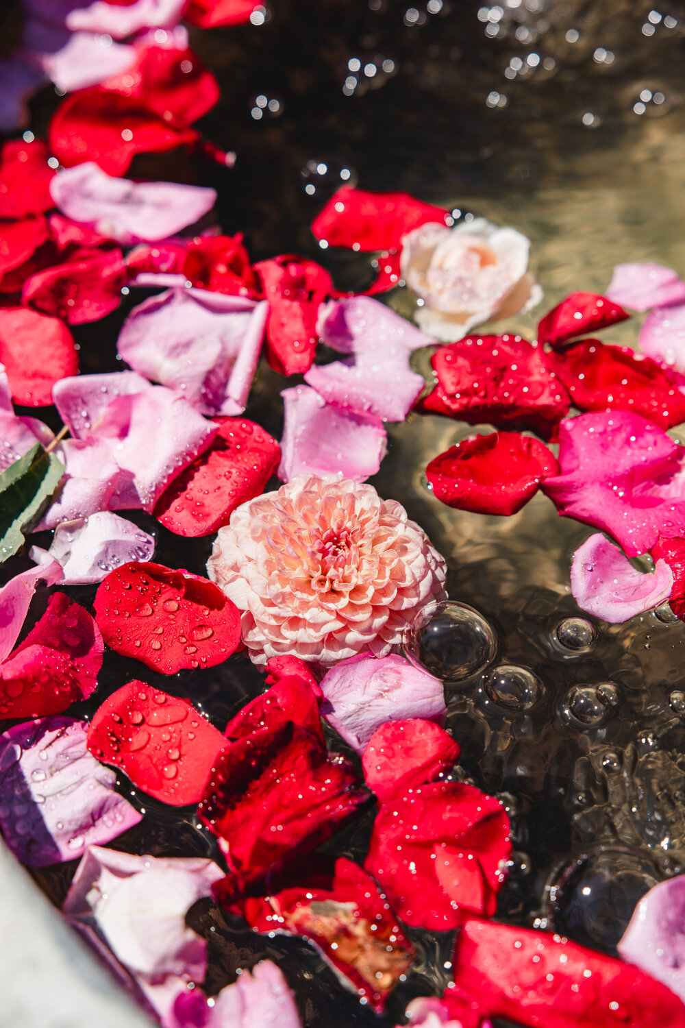 Red and pink petals floating in water