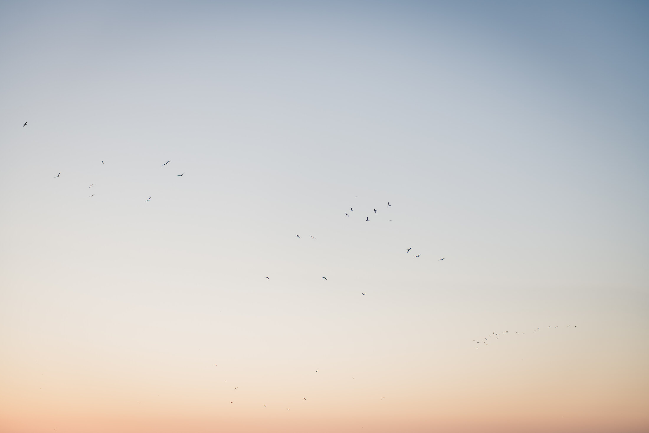 Birds in the sunset sky